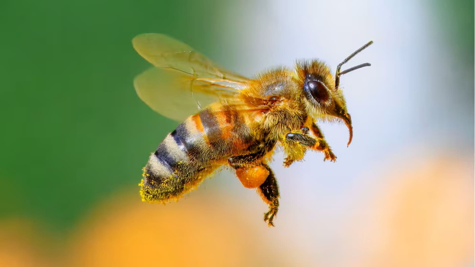 Abejas sin aguijón amazónicas