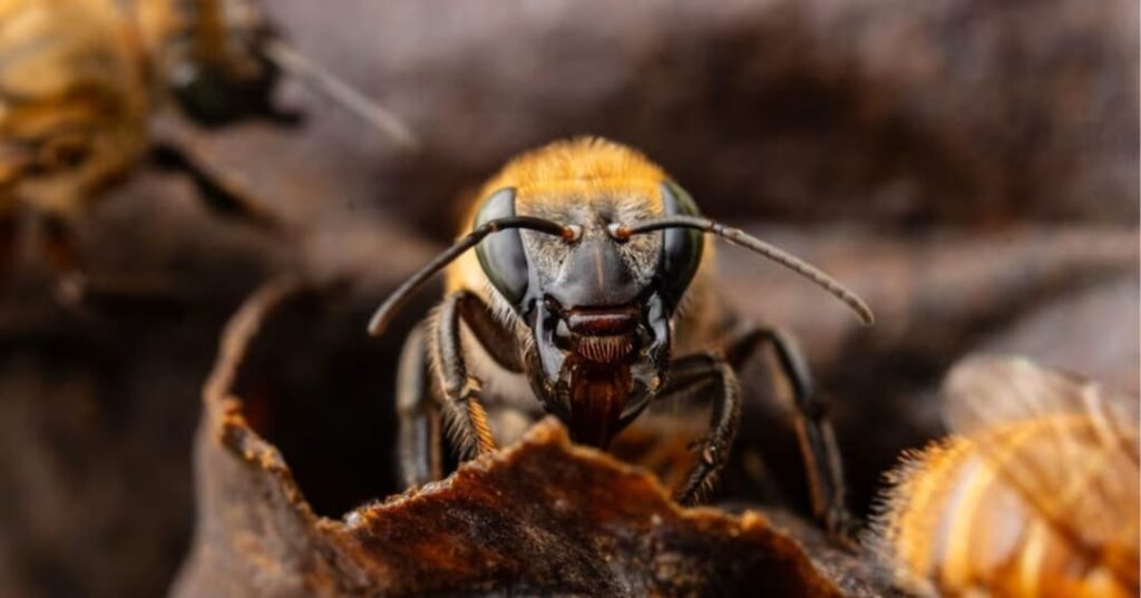 Abejas sin aguijón amazónicas