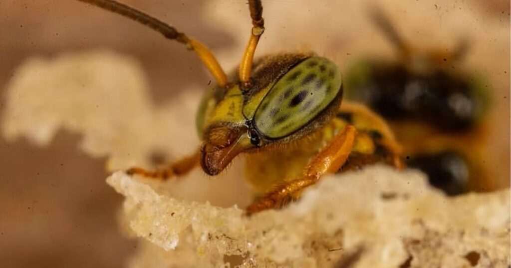 Abejas sin aguijón amazónicas