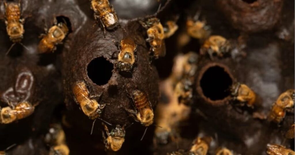 Abejas sin aguijón amazónicas