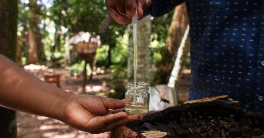 Abejas sin aguijón amazónicas