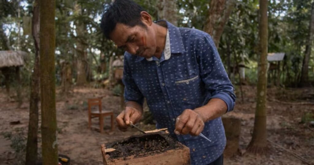 Abejas sin aguijón amazónicas
