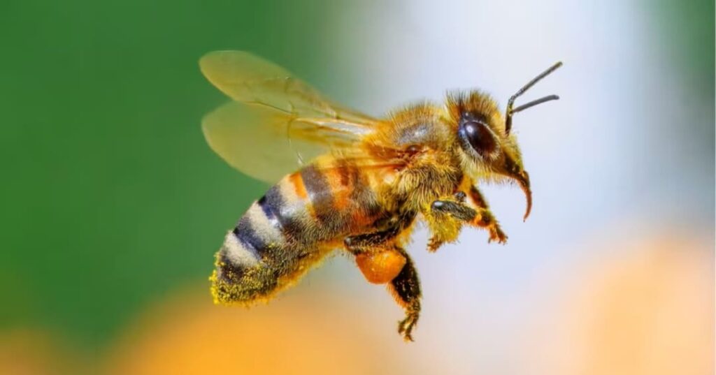 Abejas sin aguijón amazónicas