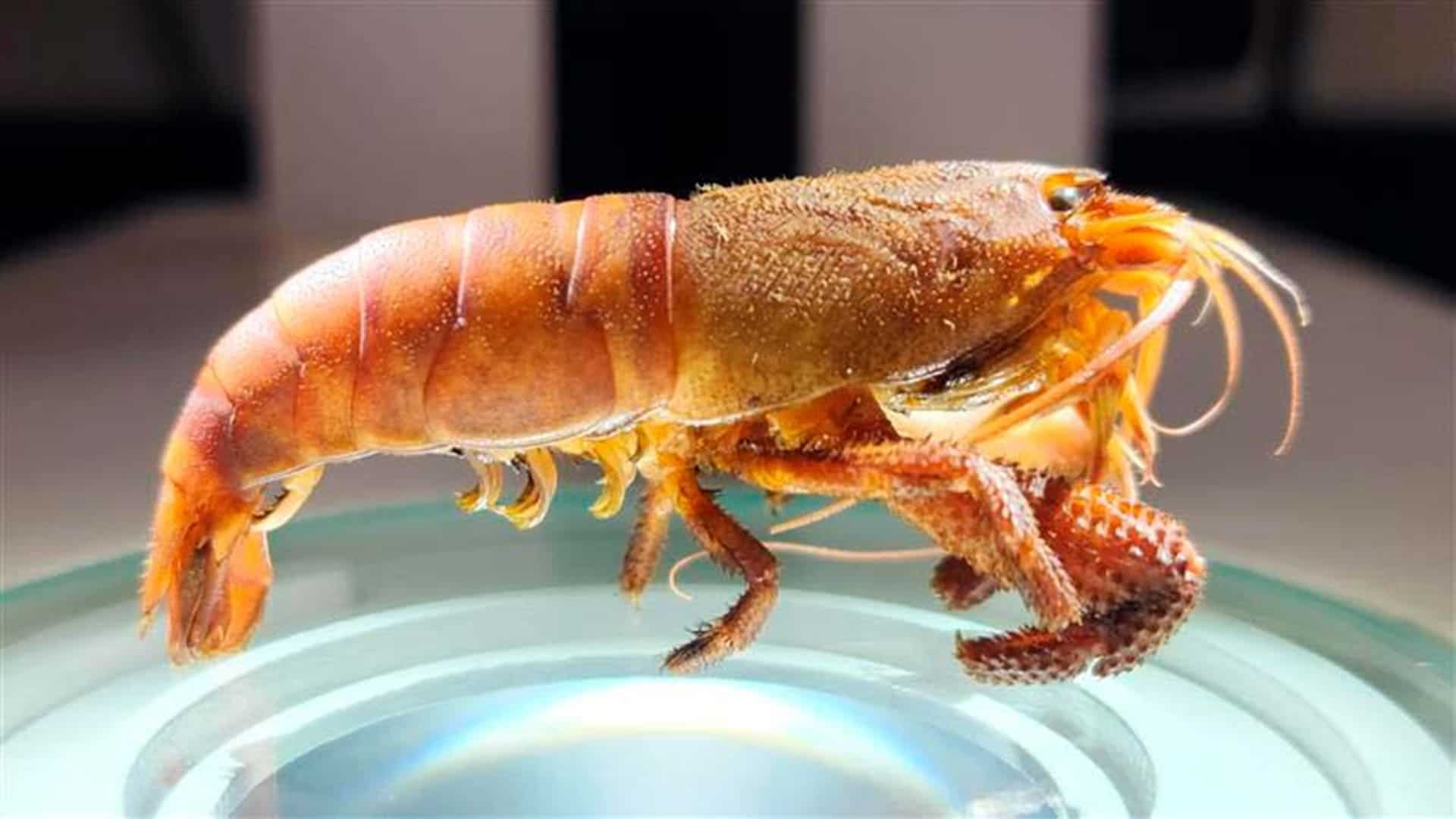 Atya scabra