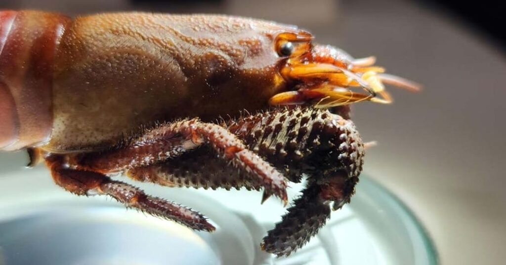Atya scabra
