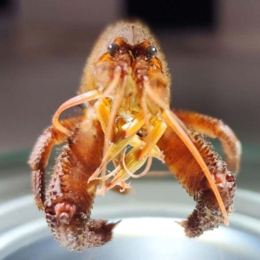 Atya scabra
