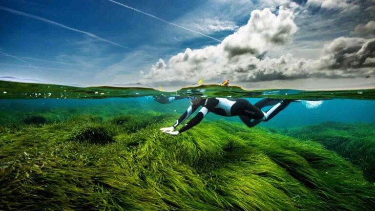proyecto de jardinería submarina para restaurar posidonia
