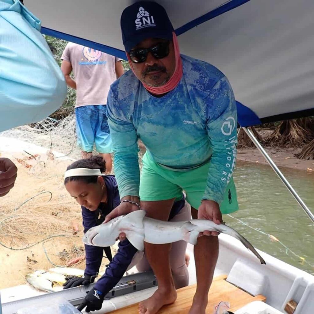 Primer registro confirmado de tiburón limón