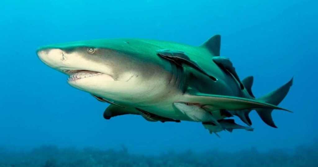 Primer registro confirmado de tiburón limón