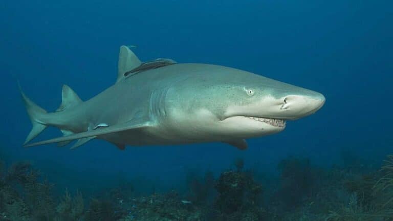 Primer registro confirmado de tiburón limón