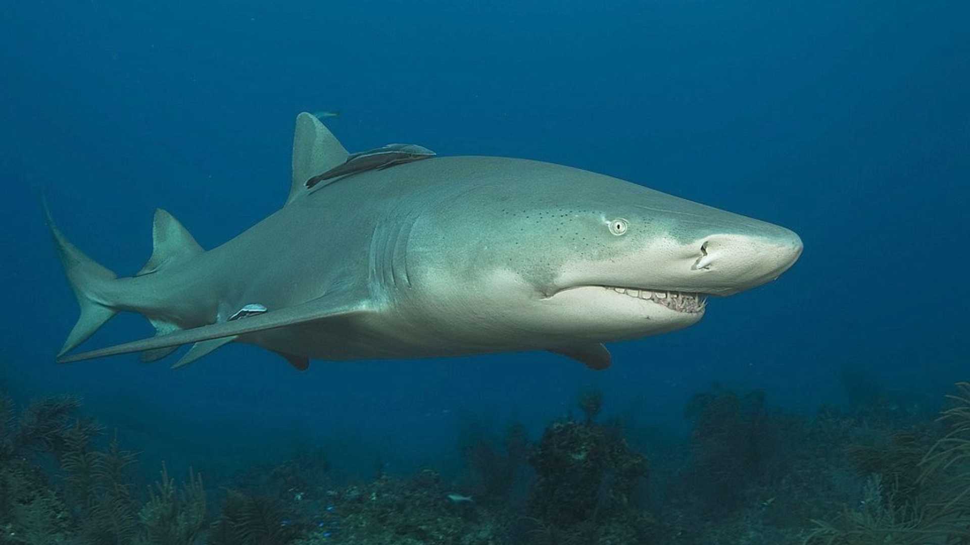 Primer registro confirmado de tiburón limón