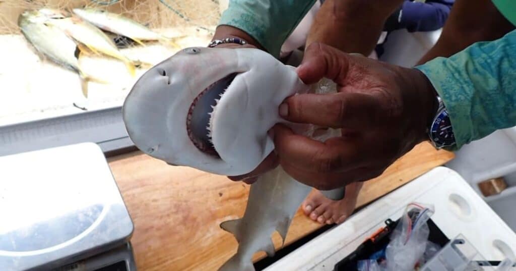 Primer registro confirmado de tiburón limón