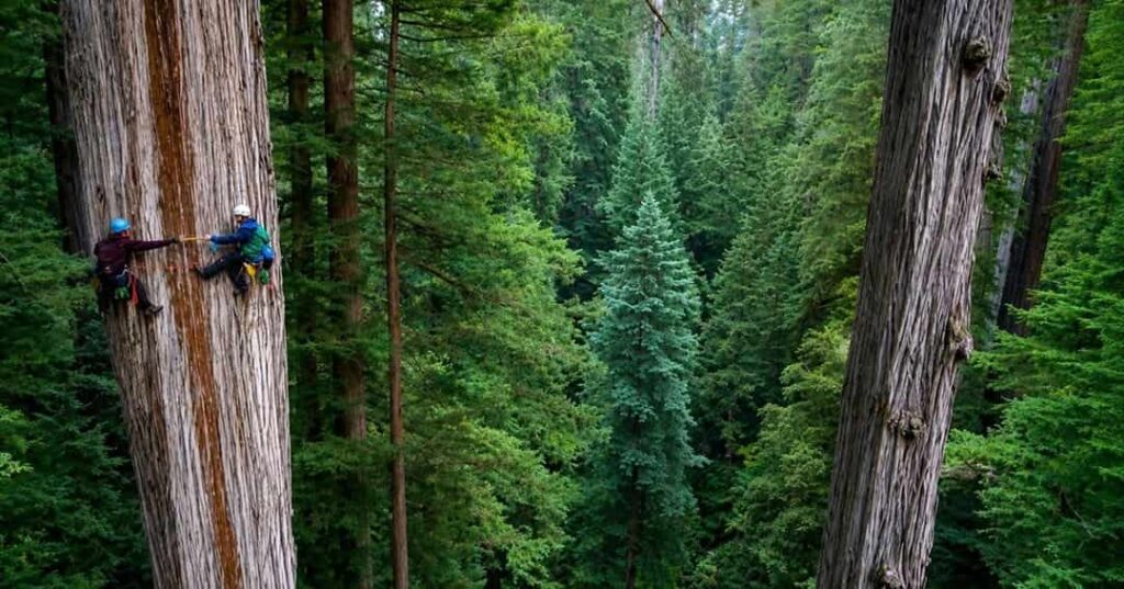 Hyperion: el árbol más alto del mundo que nadie puede visitar 1 Ubicación secreta del árbol más alto del mundo Hyperion