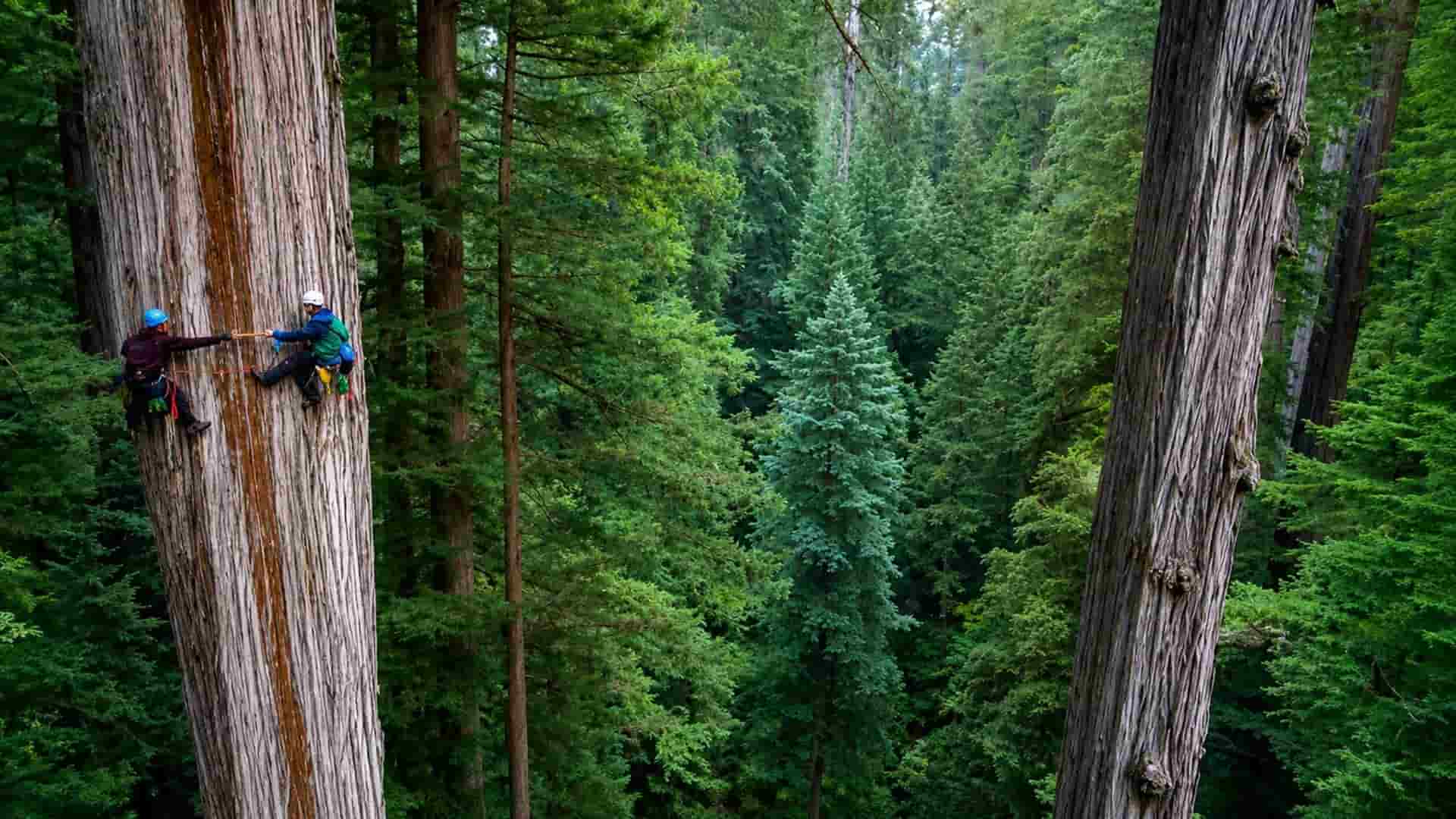 Ubicación secreta del árbol más alto del mundo Hyperion