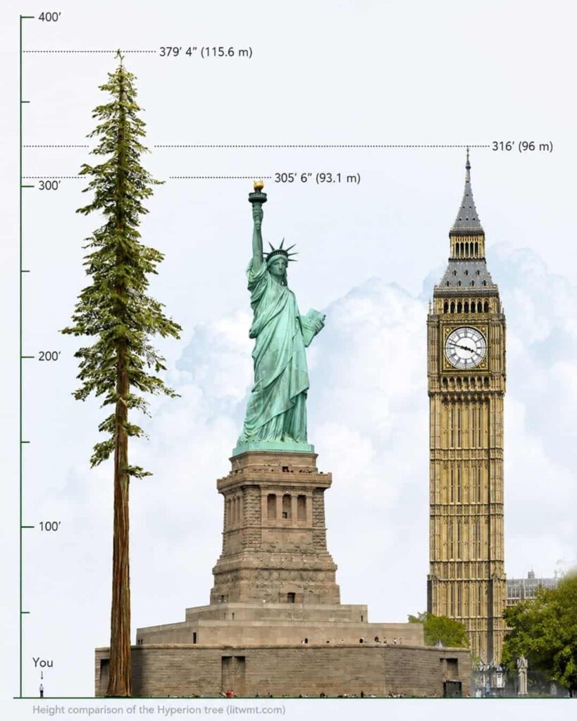Hyperion: el árbol más alto del mundo que nadie puede visitar 3 Ubicación secreta del árbol más alto del mundo Hyperion