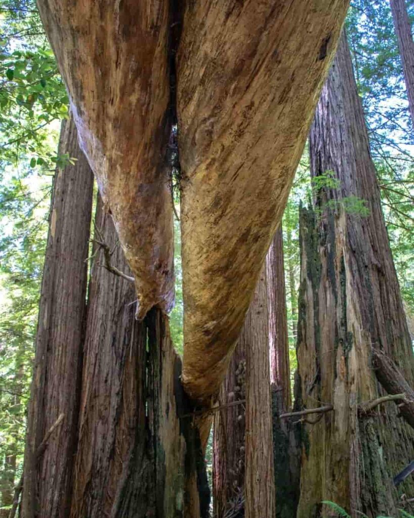 Hyperion: el árbol más alto del mundo que nadie puede visitar 7 Ubicación secreta del árbol más alto del mundo Hyperion