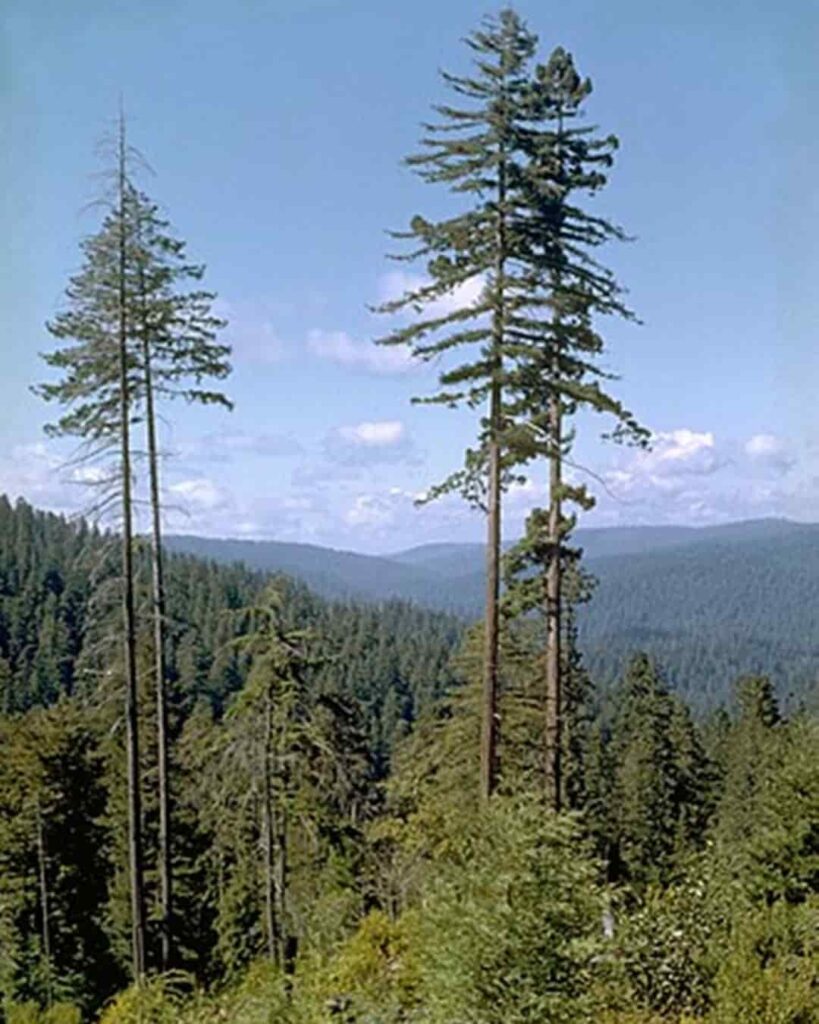 Hyperion: el árbol más alto del mundo que nadie puede visitar 6 Ubicación secreta del árbol más alto del mundo Hyperion