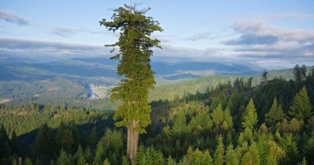 Hyperion: el árbol más alto del mundo que nadie puede visitar 4 Ubicación secreta del árbol más alto del mundo Hyperion