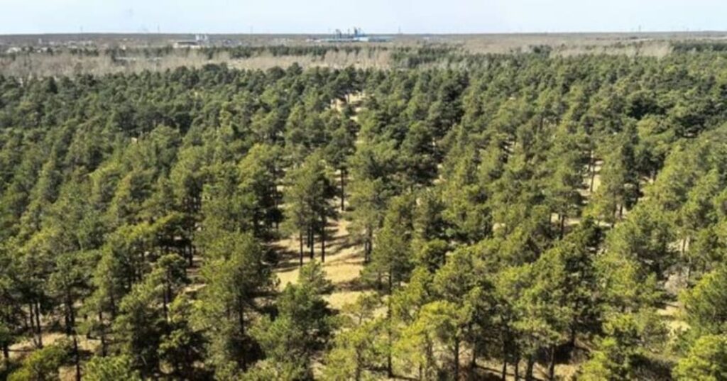 cinturón verde alrededor del desierto de Taklimakan