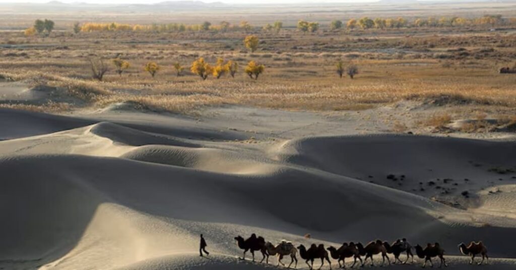 cinturón verde alrededor del desierto de Taklimakan