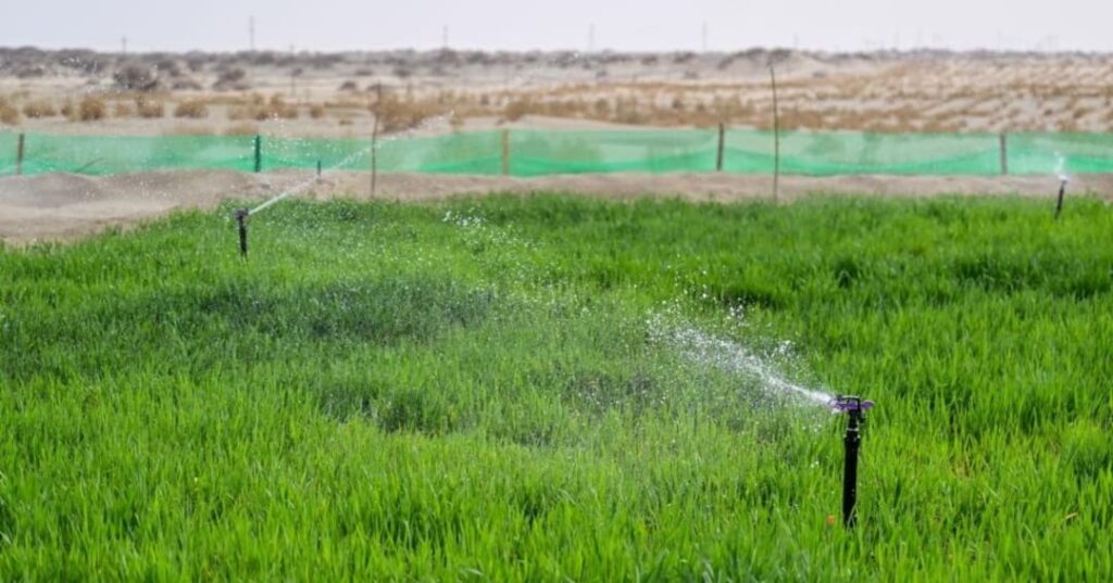 cinturón verde alrededor del desierto de Taklimakan