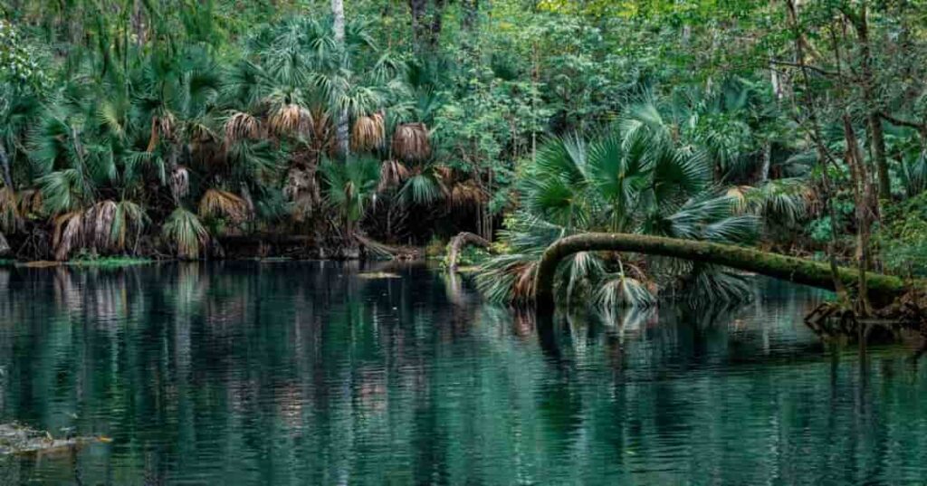 deforestación del Amazonas brasileño se redujo
