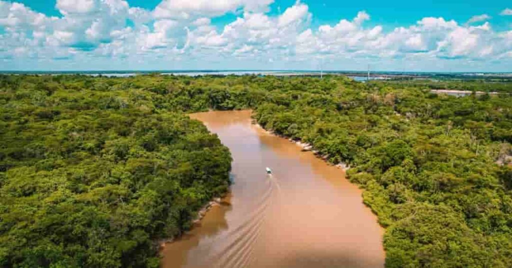 deforestación del Amazonas brasileño se redujo