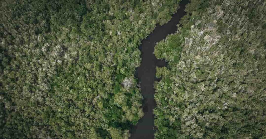 deforestación del Amazonas brasileño se redujo