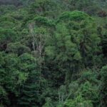 Brasil reduce la deforestación en la Amazonía hasta un 24%
