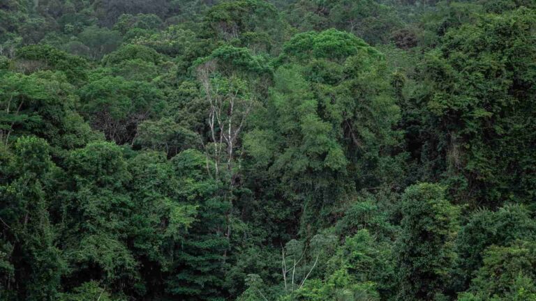 deforestación del Amazonas brasileño se redujo