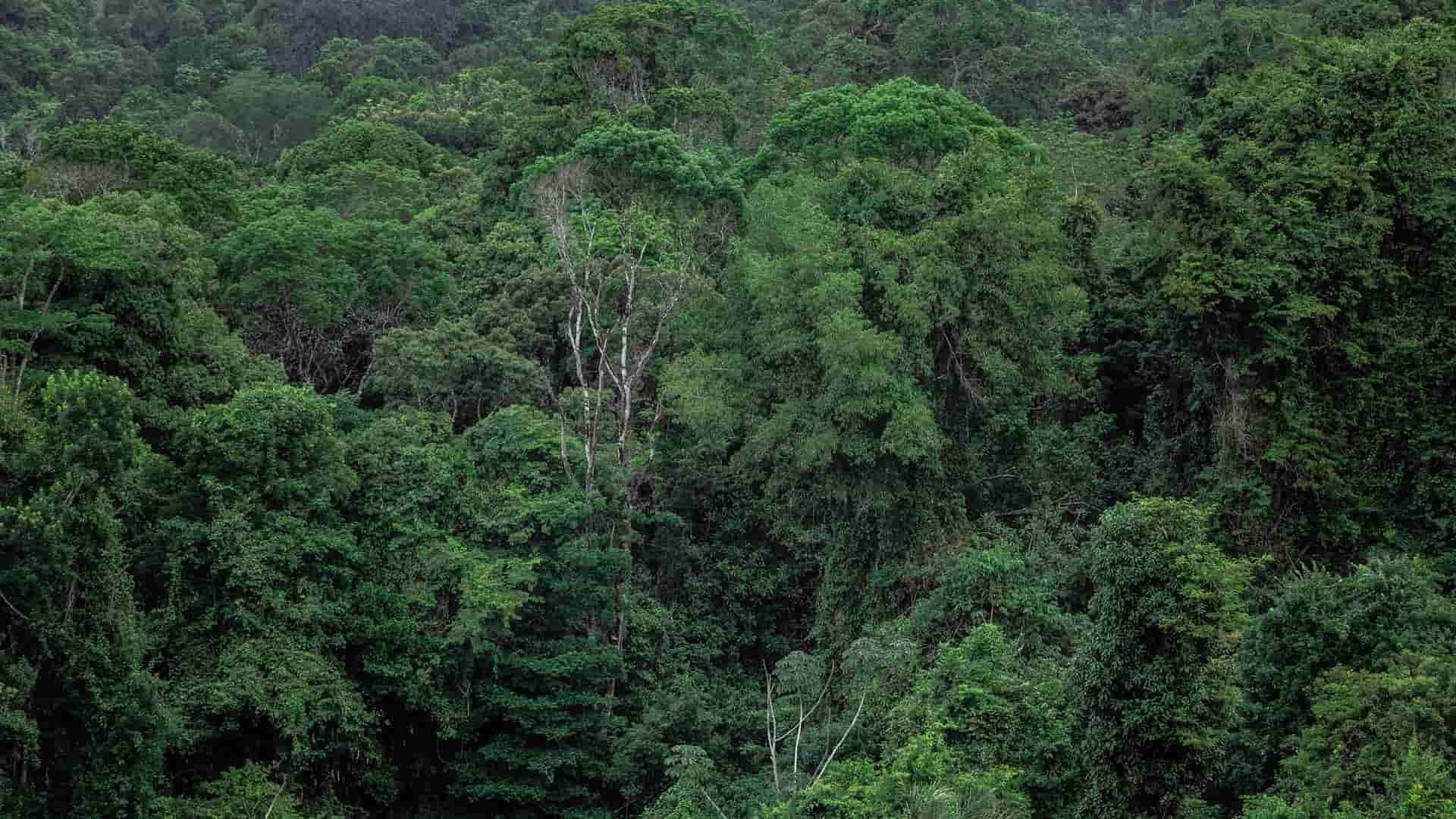 deforestación del Amazonas brasileño se redujo