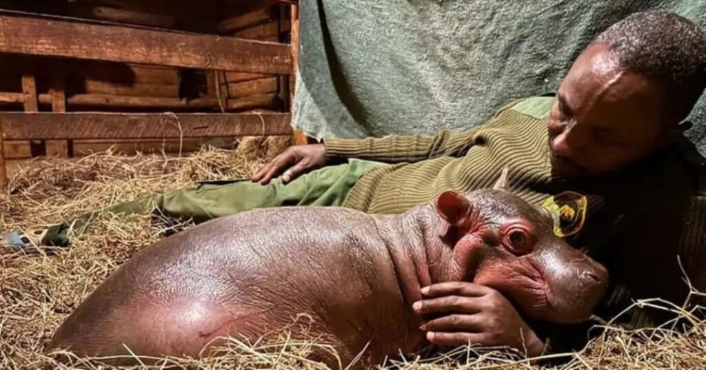 hipopótamo bebé huérfano rescatado en Kenia