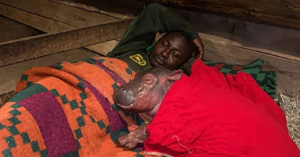hipopótamo bebé huérfano rescatado en Kenia
