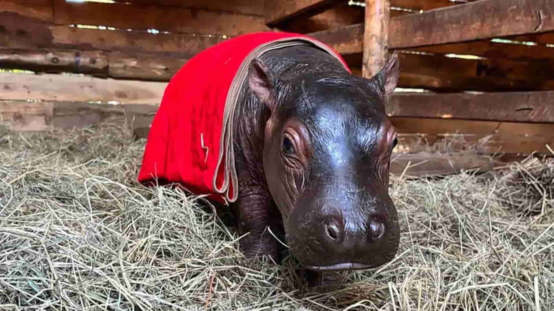 hipopótamo bebé huérfano rescatado en Kenia