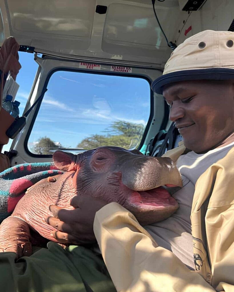 hipopótamo bebé huérfano rescatado en Kenia