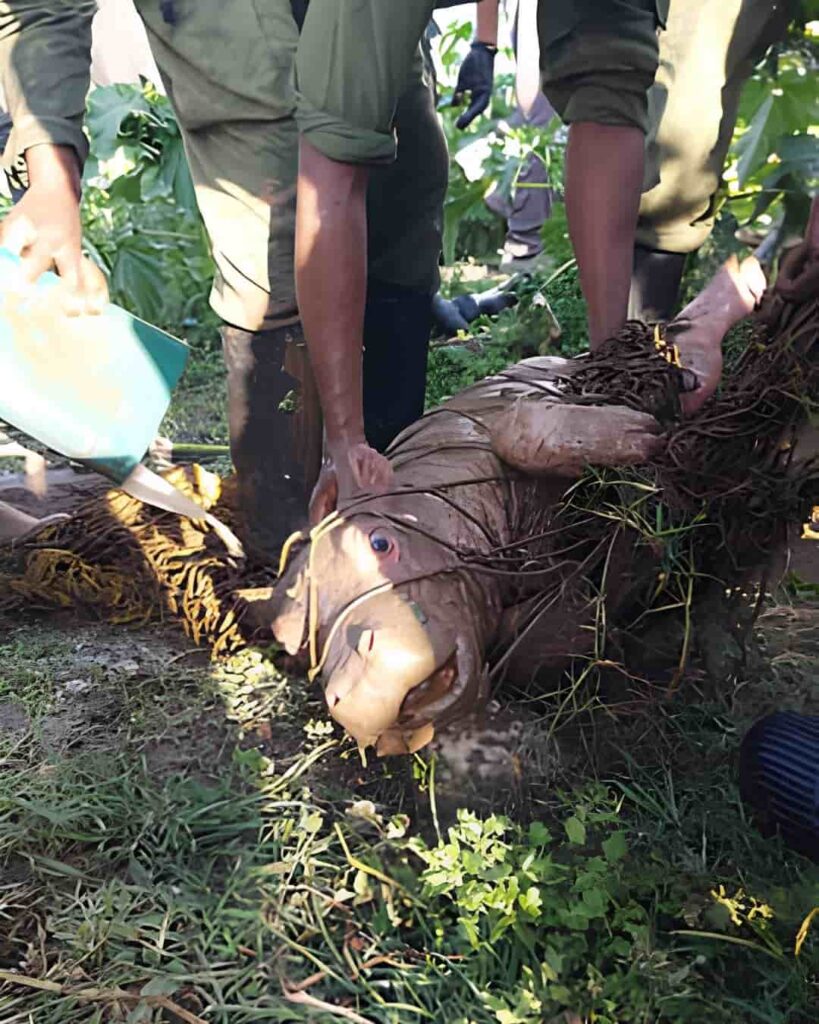 hipopótamo bebé huérfano rescatado en Kenia