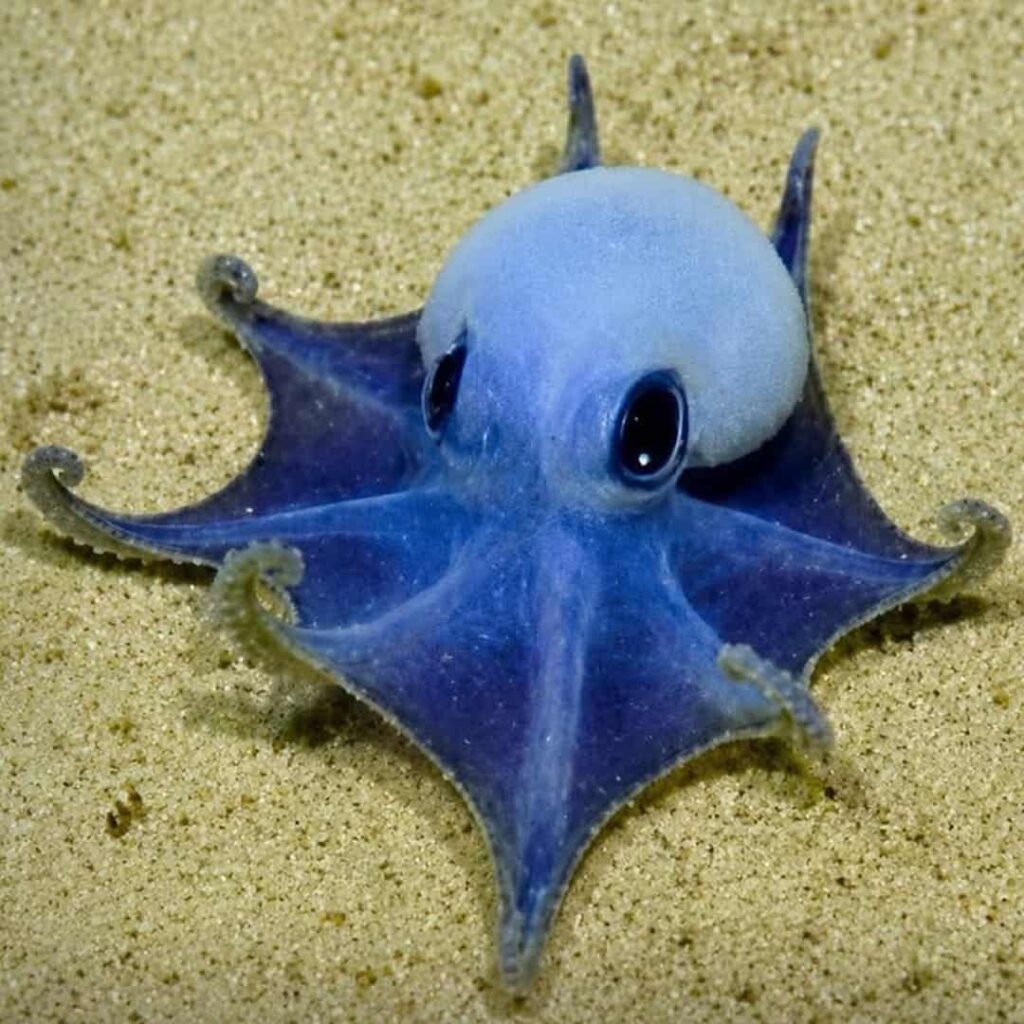 pequeño pulpo azul descubierto en las Islas Galápagos