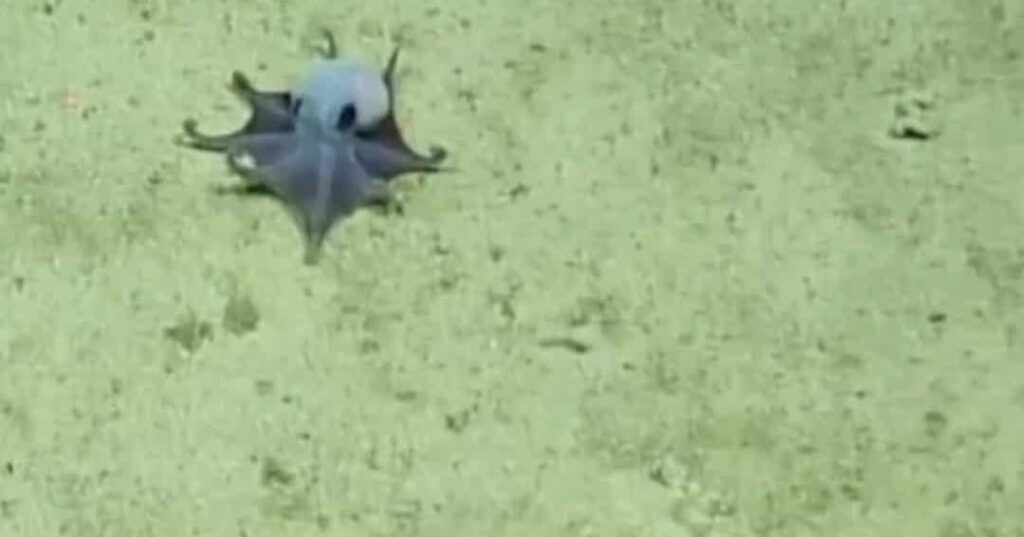 pequeño pulpo azul descubierto en las Islas Galápagos