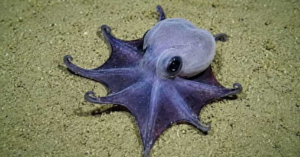 pequeño pulpo azul descubierto en las Islas Galápagos