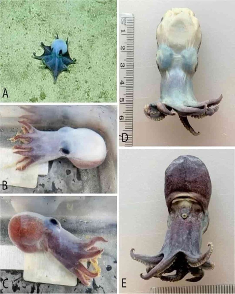 pequeño pulpo azul descubierto en las Islas Galápagos