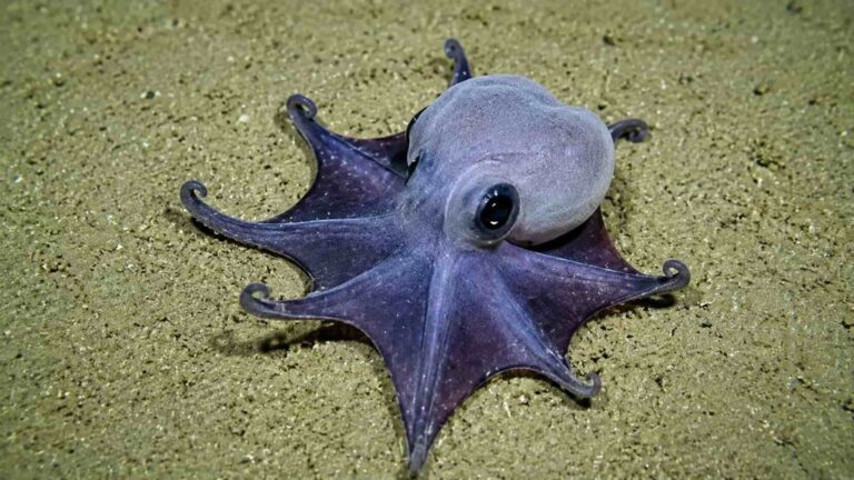 pequeño pulpo azul descubierto en las Islas Galápagos
