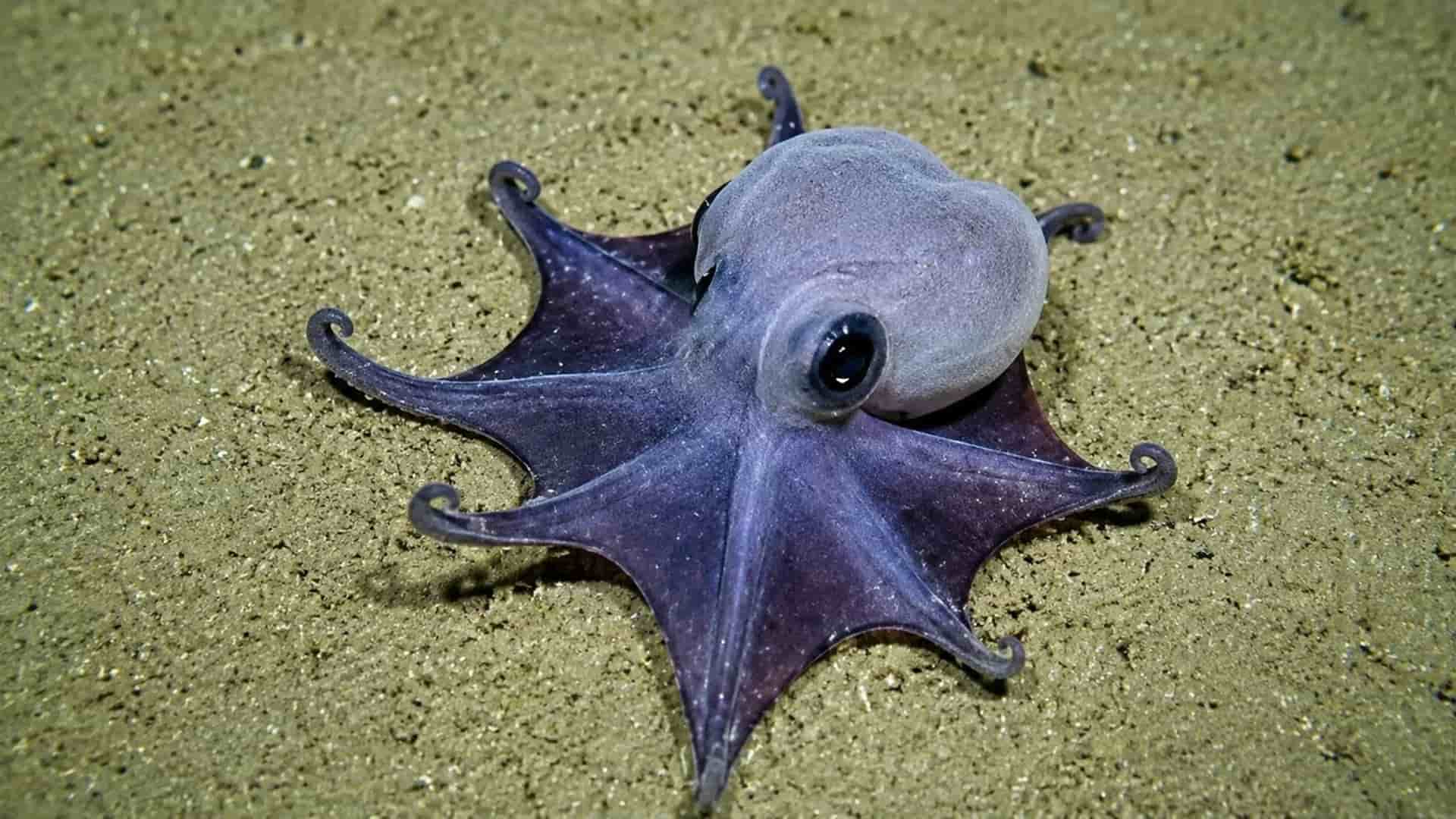 pequeño pulpo azul descubierto en las Islas Galápagos