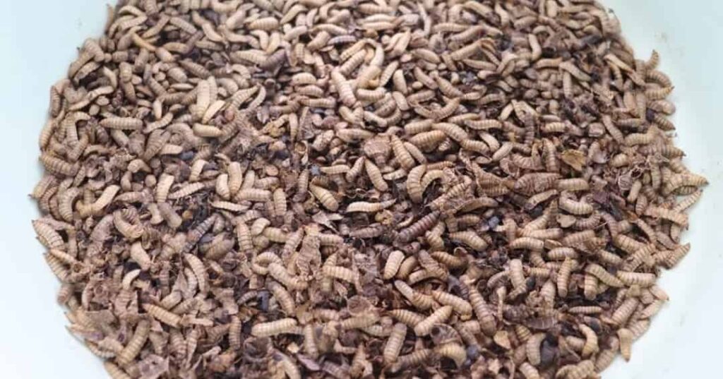 proyecto de bioconversión de residuos orgánicos
