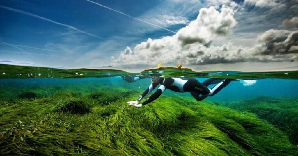proyecto de jardinería submarina para restaurar posidonia