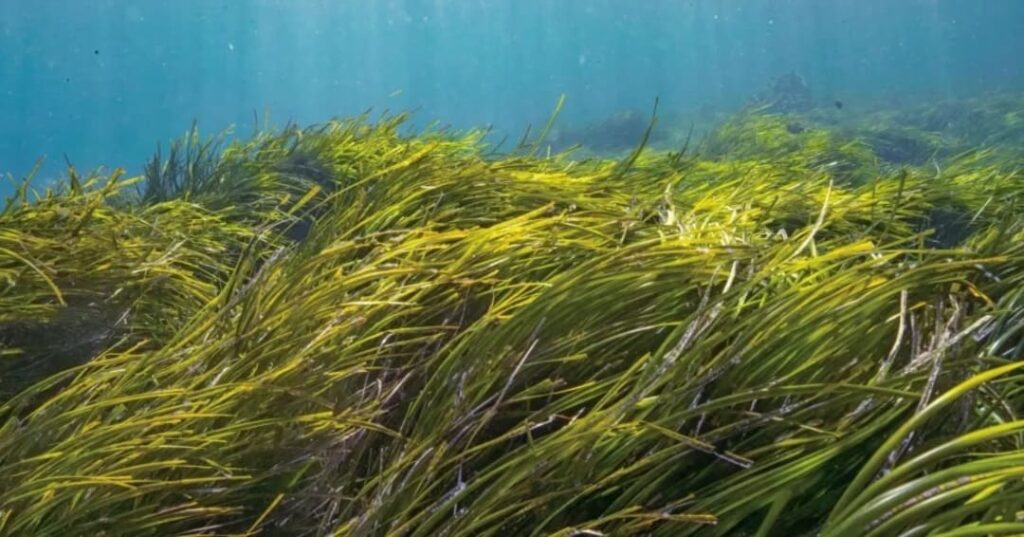 proyecto de jardinería submarina para restaurar posidonia