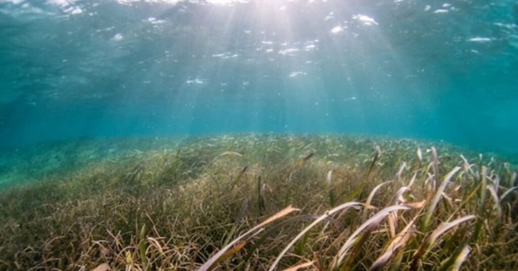 proyecto de jardinería submarina para restaurar posidonia