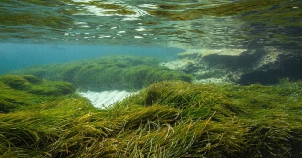 proyecto de jardinería submarina para restaurar posidonia