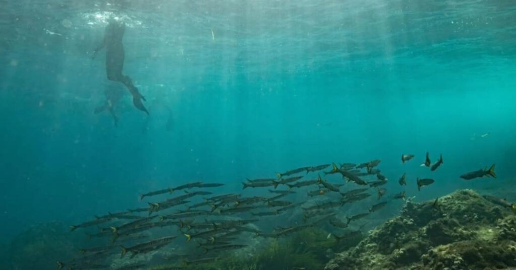 proyecto de jardinería submarina para restaurar posidonia