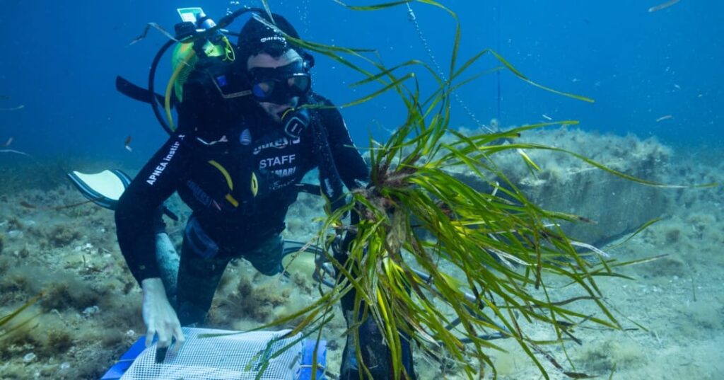 proyecto de jardinería submarina para restaurar posidonia