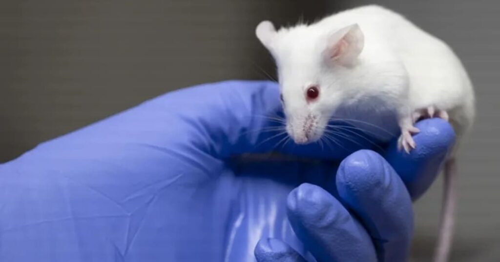 ratón virtual con inteligencia artificial